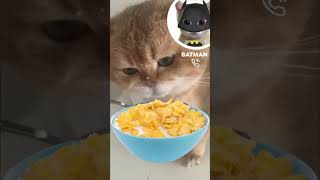 Batman Meets Banana Cat El 1🦇 Catlando