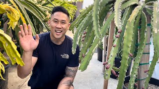 How to Improve Dragon Fruit Quality Flavor & Size by Thinning Buds