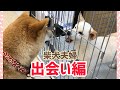 柴犬みかんと白柴Q太郎の出会い編❤️