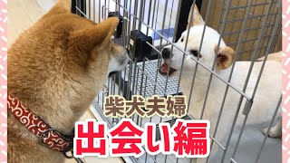 柴犬みかんと白柴Q太郎の出会い編❤