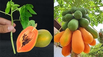 Trying to grow Papaya plant from Cutting and Grafting