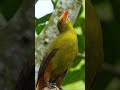 नन्ही सी चिड़िया की चहचहाहट 🐦♥️ #shortsfeed #wildlife #shorts #birda
