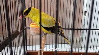 CAN FEMALE ORIODIS SING AND HAVE VARIED VOICES?