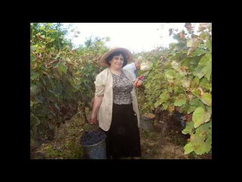 სოფელი შაშიანი