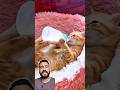 Esse GATINHO teve as patas QUEBRADAS e então...
