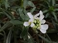 Corbeille dargent thlaspi iberis sempervirens inattendue et une peu perdue