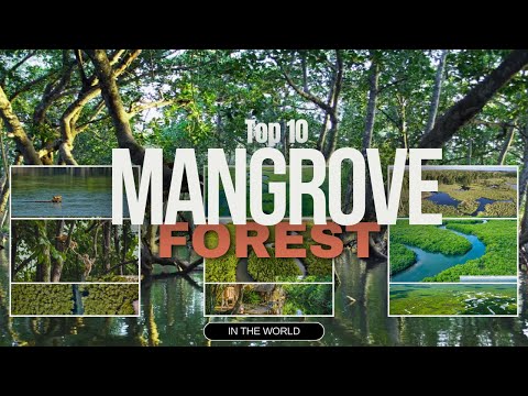 'Top 10 Largest
