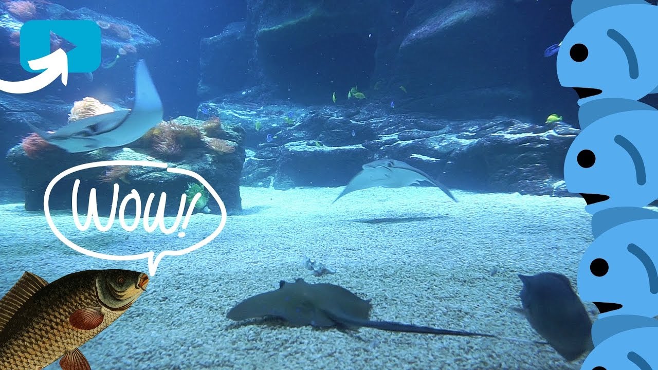 🐠 Lennard in the Aqua Zoo | Sharks Fish Aquarium Fun Adventure | Video for Kids