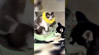 #cat #cutie #comady #funnyshorts #funnyvideo #