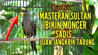 🔴 JALAK RIO RIO NEMBAK JANGKRIK TARUNG DASYAT ‼️