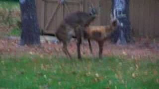 Gay Deer Gay Deer