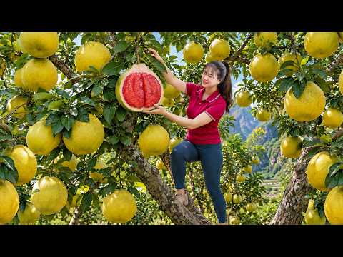Giant Grapefruit High in the Trees! Harvesting Fresh Grapefruit to Sell at Market | Country Cooking