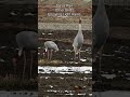 Sarus Pair & Other Birds #saruscrane #farms #haryana