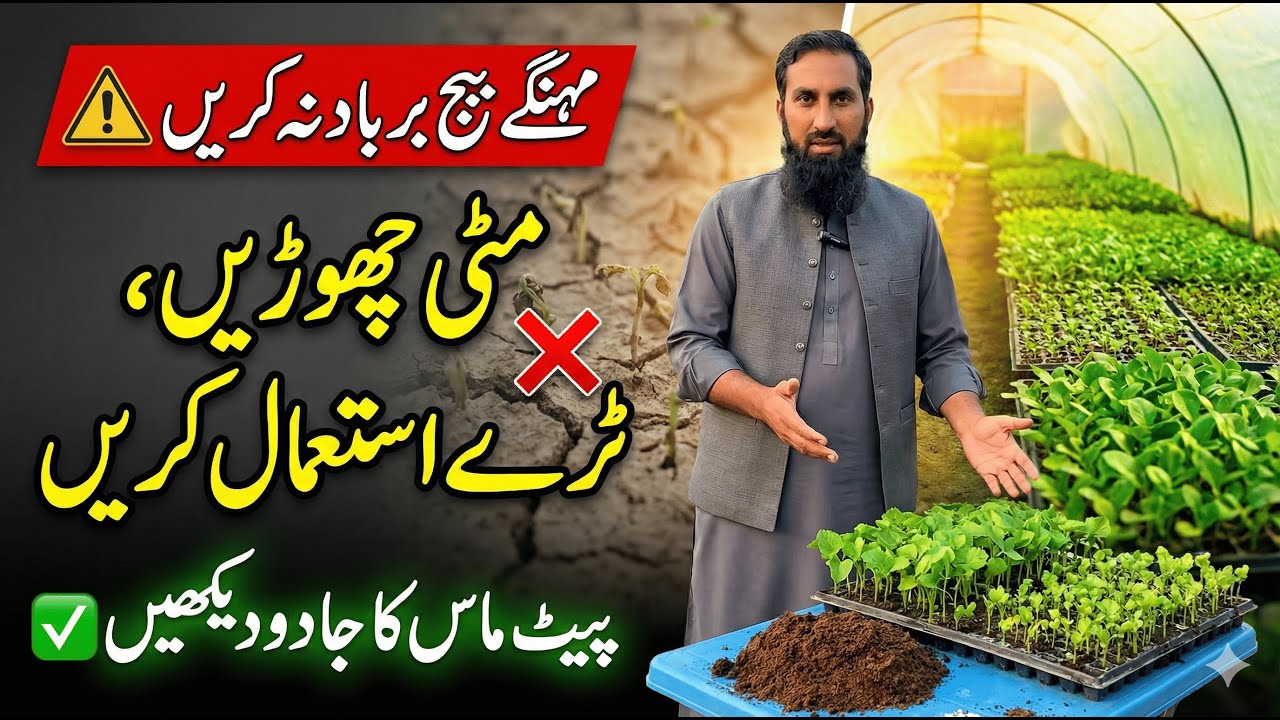 Plant Germination Process in Winter | Complete Guide for Healthy Seedlings