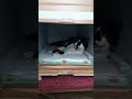 この炎天下☀️猛暑の中…外飼い旦那さん猫の「ぶっちゃん♂🐈」は😢冬用の寝床の中で、呼吸も荒く⤵️バテているのに「陽にも、風にも当たらず」ずっと横になっています。以前なら…日陰✨で過ごしていたのにな😢