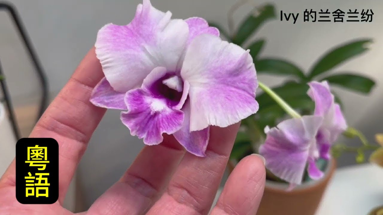 蘭花（227）（粵語）《Ivy 的兰舍兰纷》5周年賞花閑聊￼