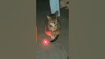 cat has no reaction to laser pointer #shorts