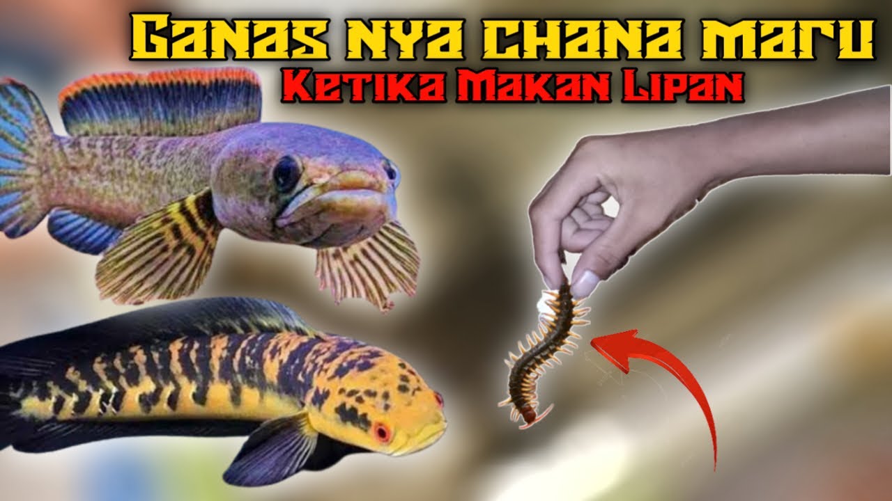 LIHAT KETIKA IKAN CHANNA MARU DIKASIH MAKAN LIPAN😲 YouTube