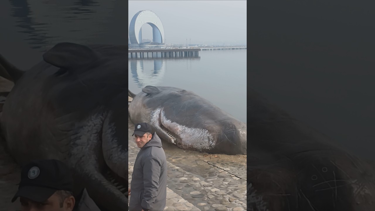 ДО БАКУ ДОПЛЫЛ КИТ  КАШАЛОТ 🤣🤣🤣