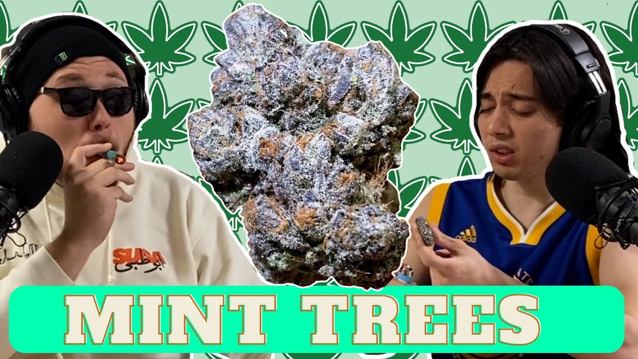 Mint Trees Review Indica Dominant