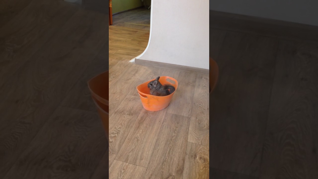 Купание шиншилл