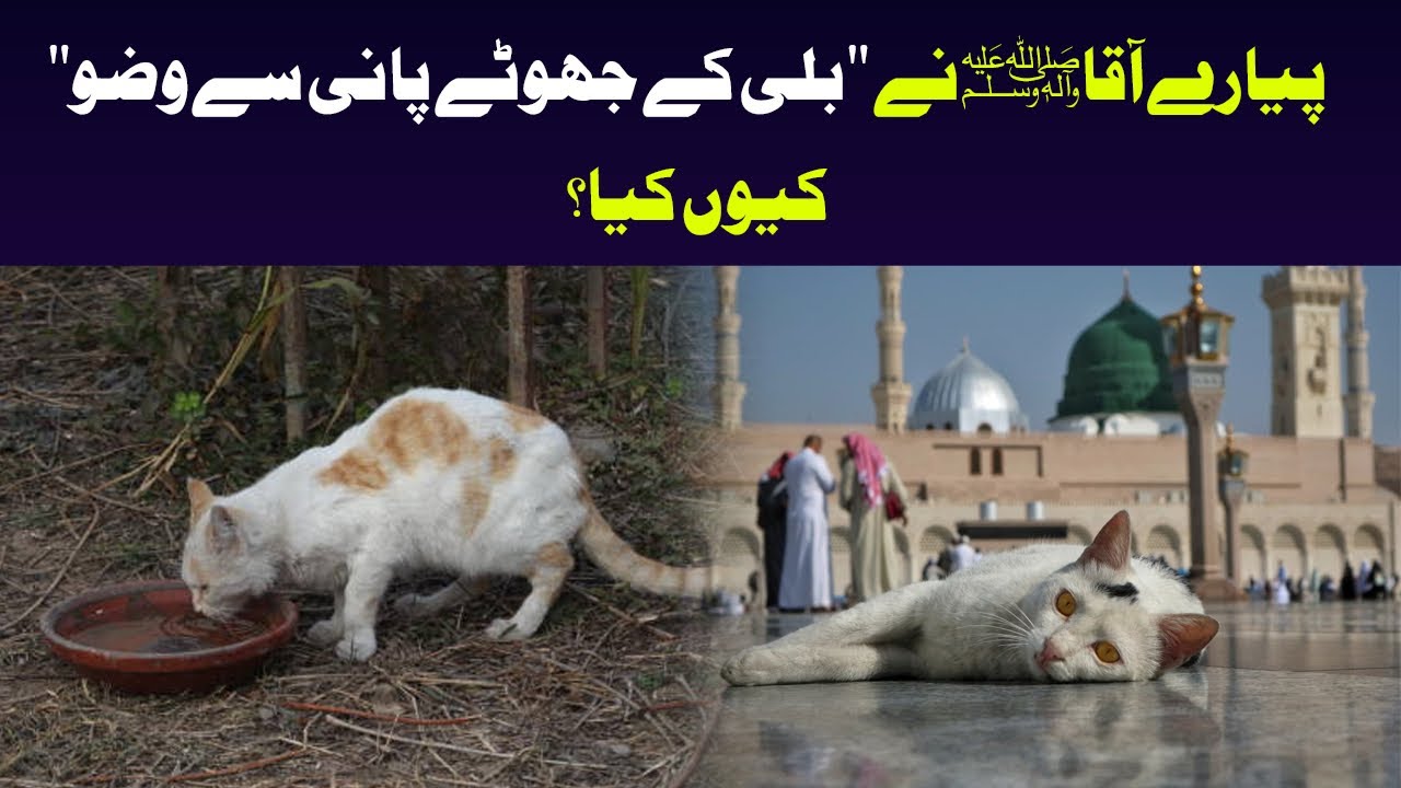 How Cat Energy Reduces Stress | Raaz e Noor