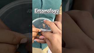 🫴🏻🪲Insect collection| Bsc agriculture #trending #viral #like #subscribe