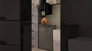 Purrs And Pranks #127 #funny #pets #purr