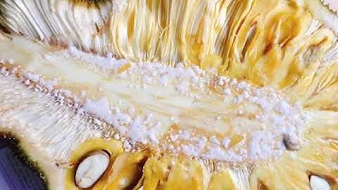 Cách phân biệt mít chín cây không tiêm thuốc