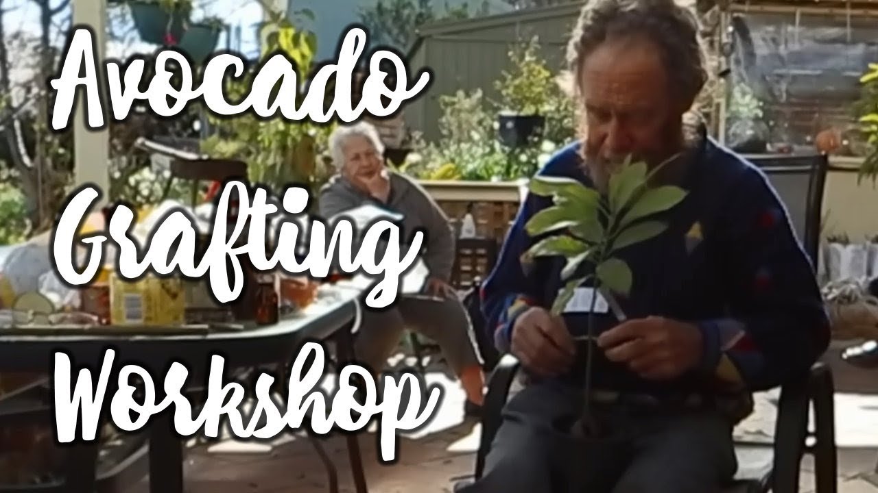 Fruit tree grafting for beginners with Neil Barraclough YouTube