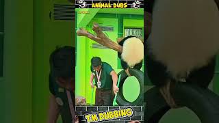 panda funny dubbing 🐼😂 #animaldubbing #panda #cat #comedydub #dubbing #animalvideos #shortsfeed