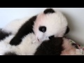 Panda Cubs - "When Your Brother Doesn't Let You Nap"