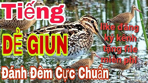 Tiếng dẻ giun chuẩn nhất hiện nay l bản gốc đánh chim đêm cực chuẩn l Săn bẫy TV