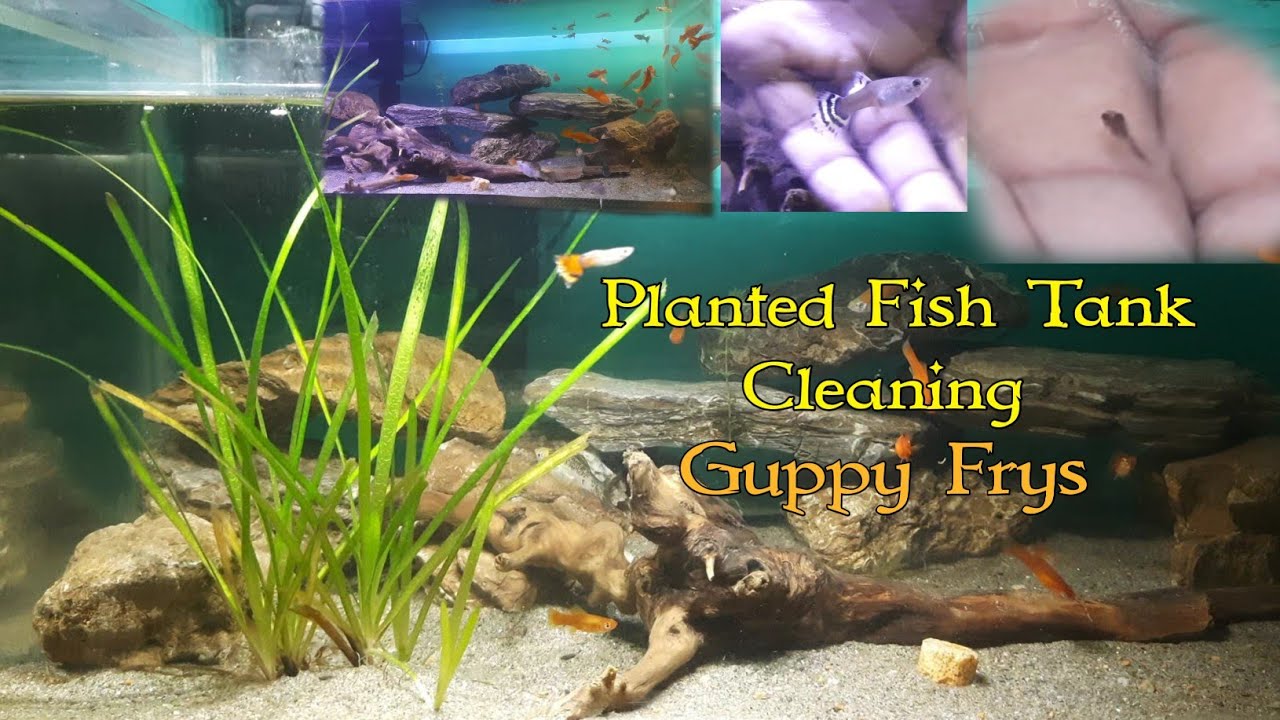 Clean Aquarium Water in Minutes All Fish Fry Make it Possible! YouTube