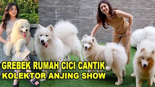 Grebek Rumah Cici Cantik Kolektor Anjing Show