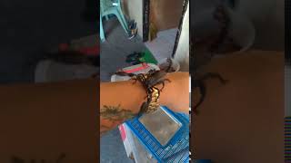 How To Handle Scorpion?