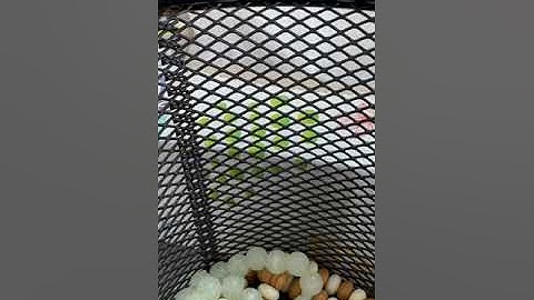 مع الأخوات مراجعة سورة الأنعام بمرتبة الحدر برواية الإمام قالون