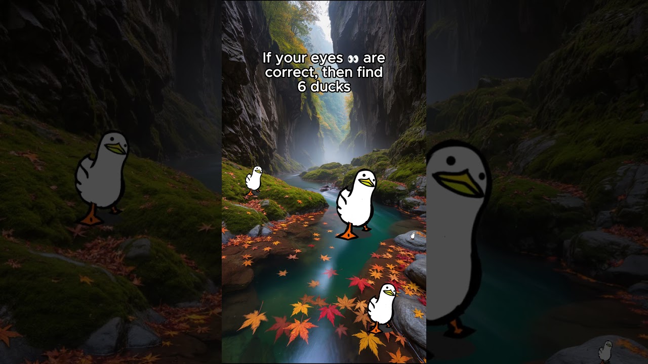 Eyetest👀find all the 6 ducks!