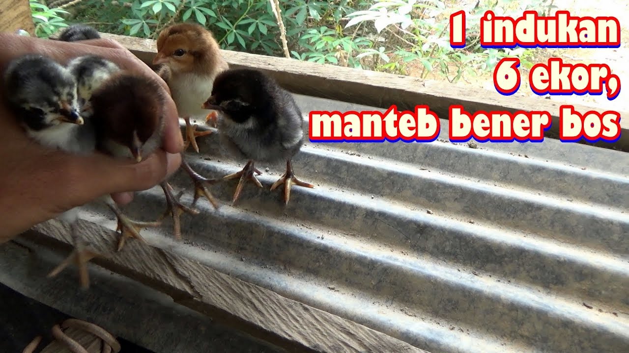 Ternak ayam kampung 