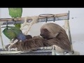 Baby Sloth Meets Baby Bird