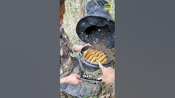 Beekeeping with plastic buckets #bee #beehive #shorts