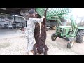 How to Skin and Quarter an American Bison!!!!