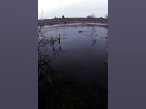 Голавль - YouTube