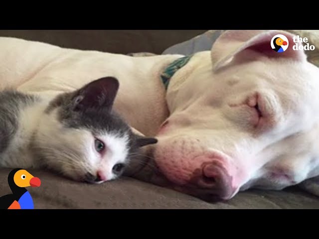 Pit Bull Dogs LOVE Their Duck, Guinea Pig, and Kitten Siblings | The Dodo Odd Couples