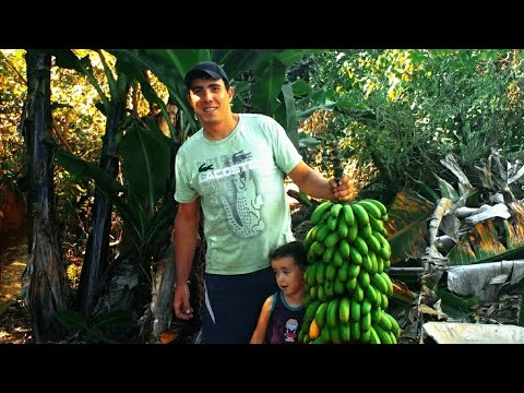 Cacho de banana gigante com mais de 90 kg é colhido no interior de SP;  VÍDEO, Santos e Região