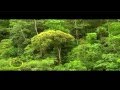 Paraiso Amazónico-Florencia-Caquetá-Colombia-Torrecentro de Caraña TvAgro por Juan Gonzalo Angel