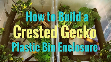 How to Build a Crested Gecko Plastic Bin Enclosure