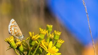 Blue Campaign: Rewilding your garden