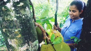 Jackfruit' Story of jackfruit Srilankan traditional food කොස්' බත් වෙනුවට කොස් කමු.