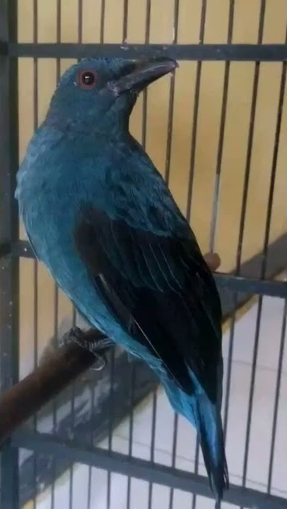 suara pikat burung cucak biru betina manggil jantan dijamin Ampuh langsung nyaut